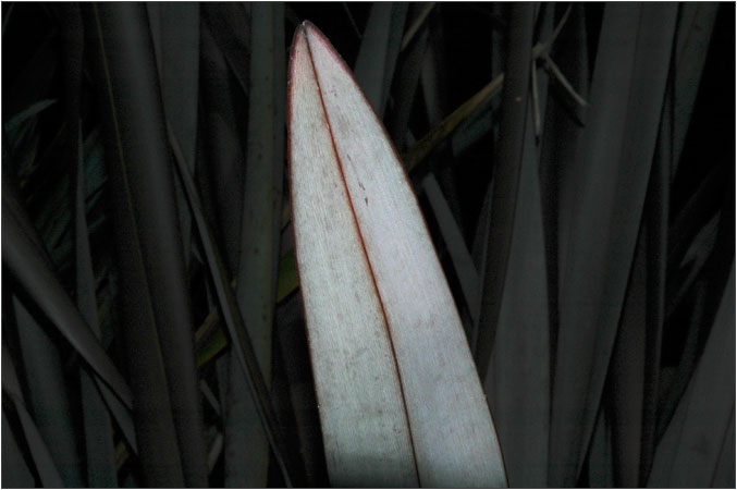 Silver leaf