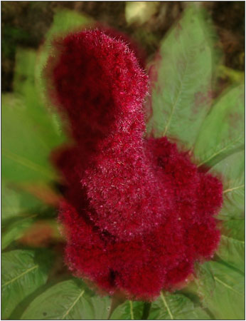 Red FLower