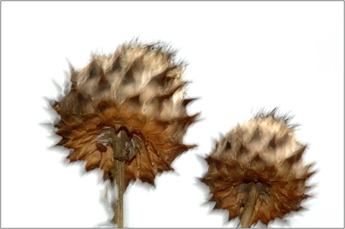 Seed heads 2